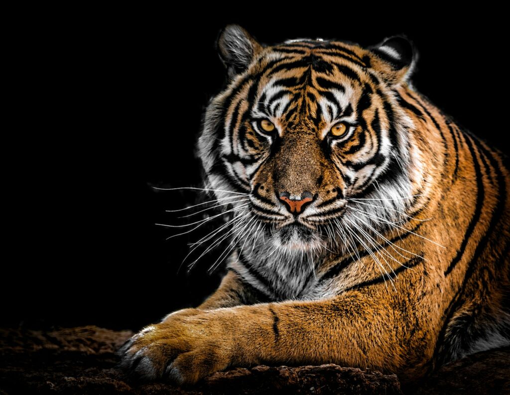 The tiger within us